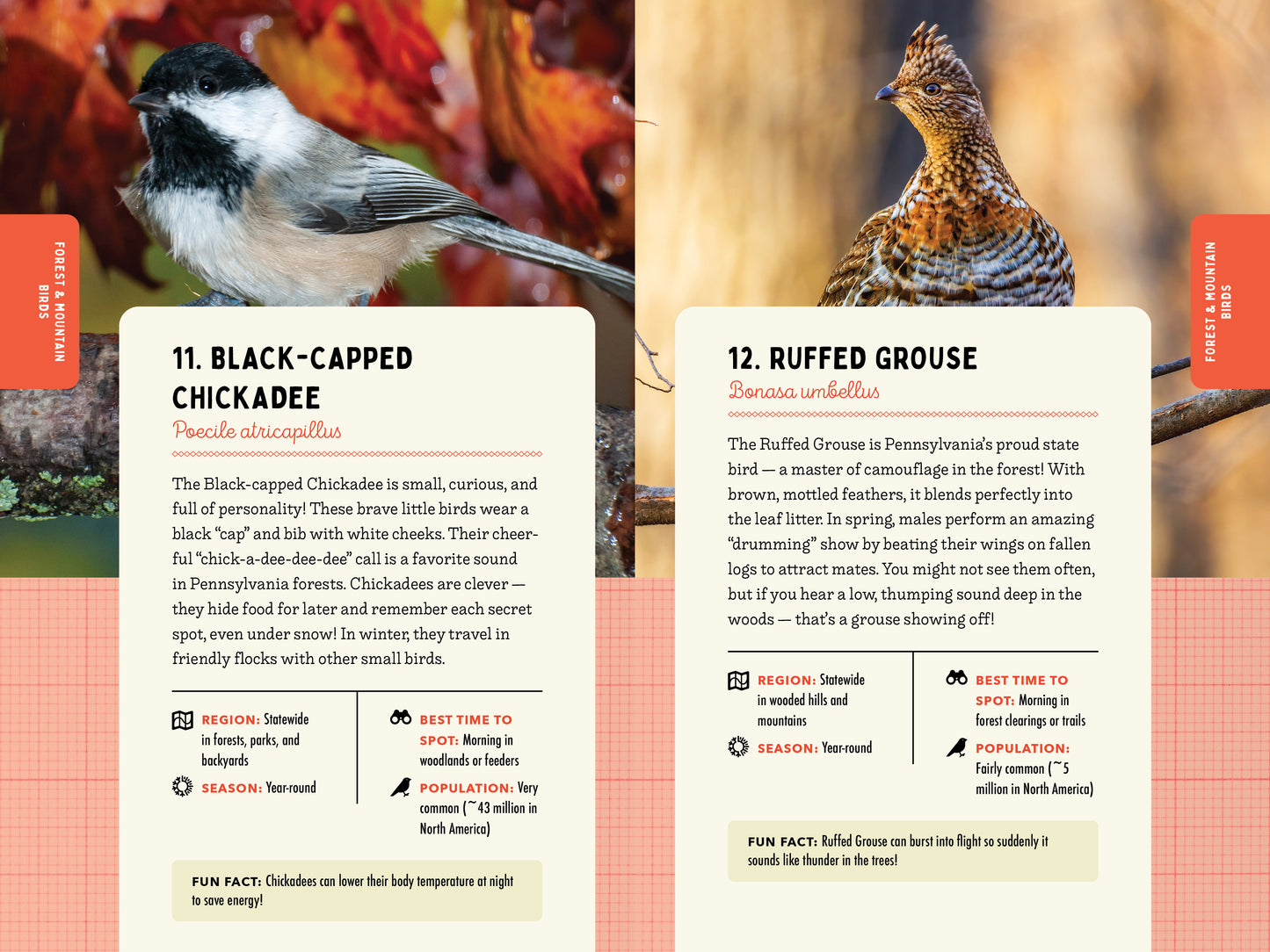 A Kid’s Guide to Birds of Pennsylvania