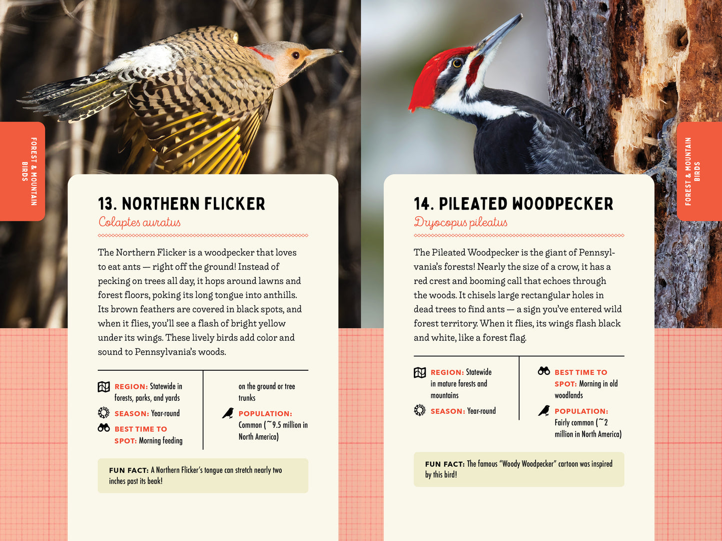 A Kid’s Guide to Birds of Pennsylvania