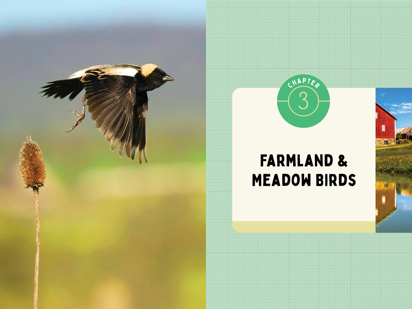 A Kid’s Guide to Birds of Pennsylvania