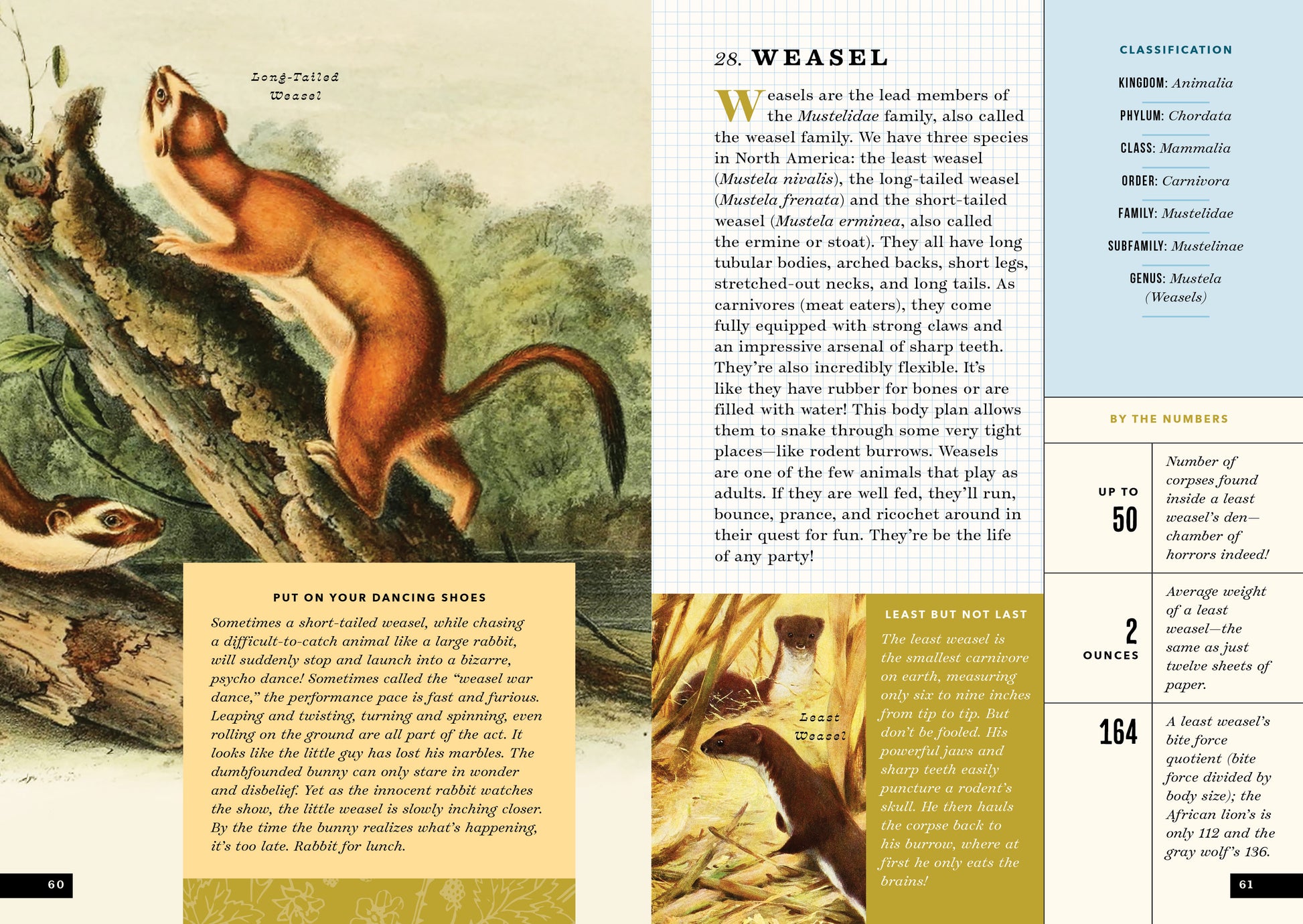 The illustrated natural history [microform]. Mammals; Natural history;  MammifÃ¨res; Sciences naturelles. ^^^jiO I.ITTM; Ci.VhAUO.-r;,i;Â«^u  il/iHor Mull(), .i. ^'â/â,,r, jW,,/,,;;,-. tlu'i' soft snlistai tlii'V arc  of an aijc t K'cs fur (lie