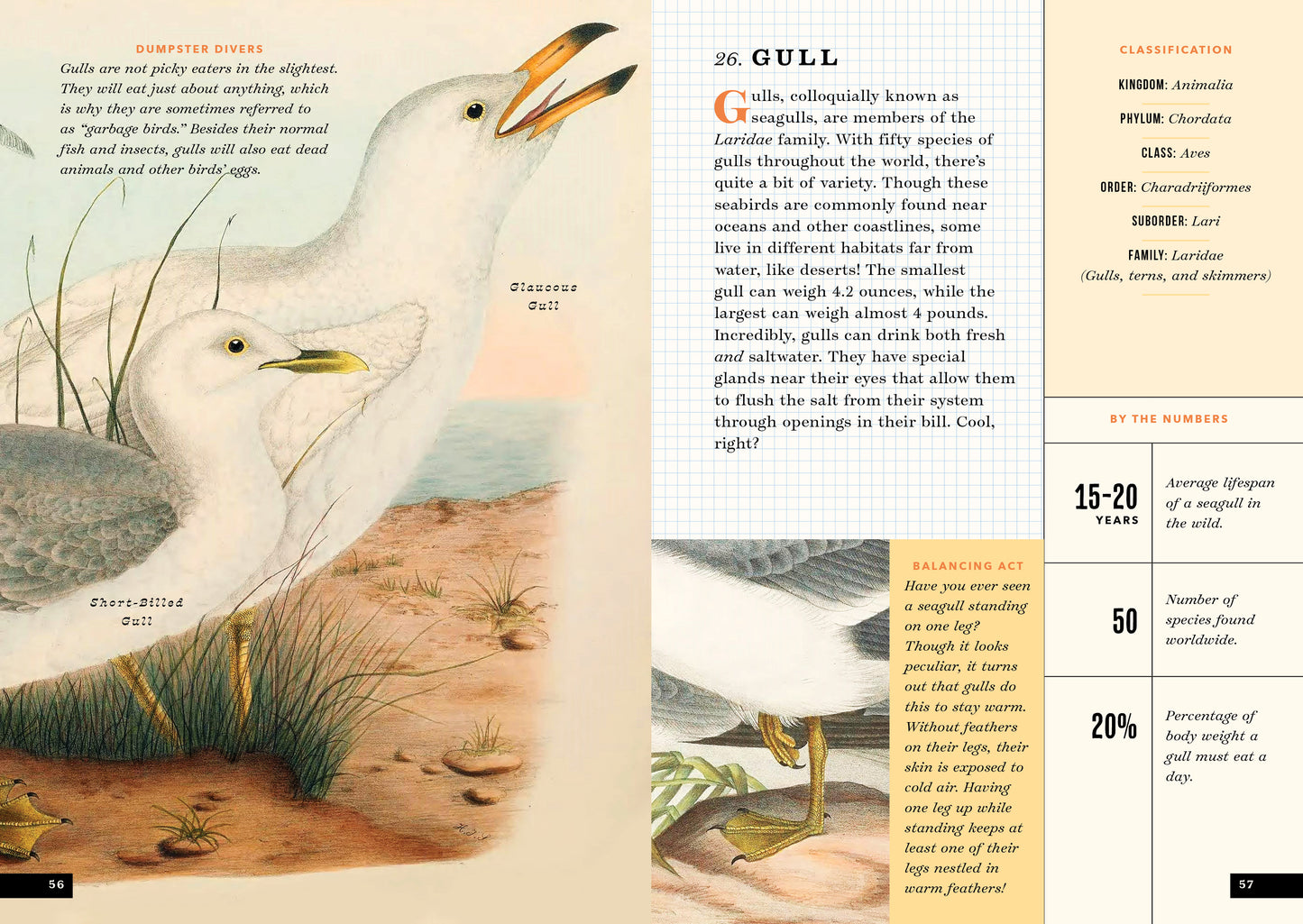 The Little Book of North American Birds