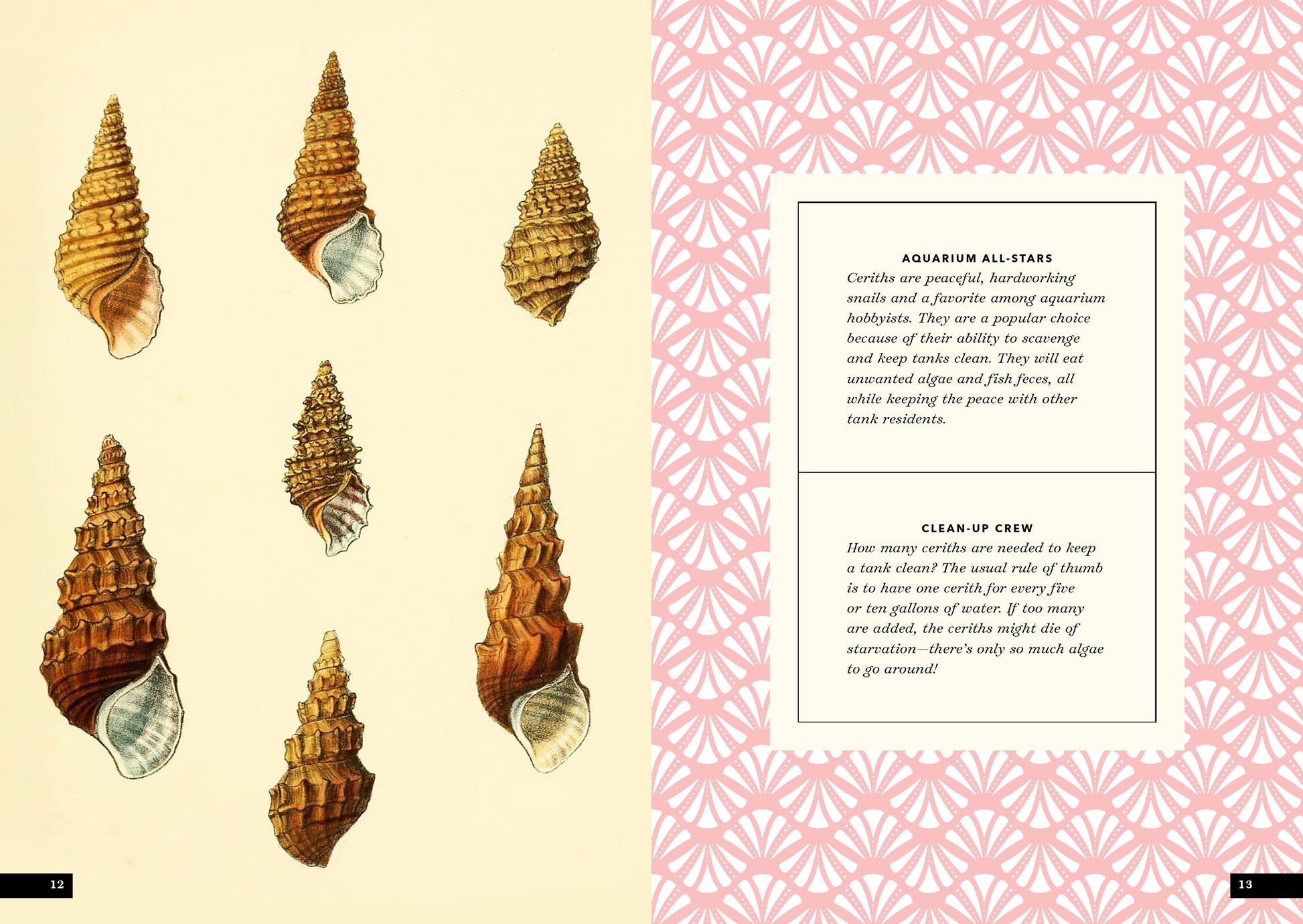 Seashells by MillhillIdentifying and Comparing the Cockle Shells