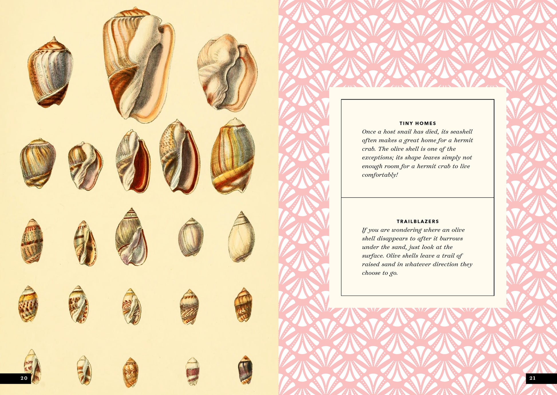 Seashells by MillhillIdentifying and Comparing the Cockle Shells