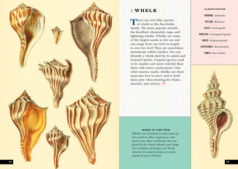 The Little Book of Shells