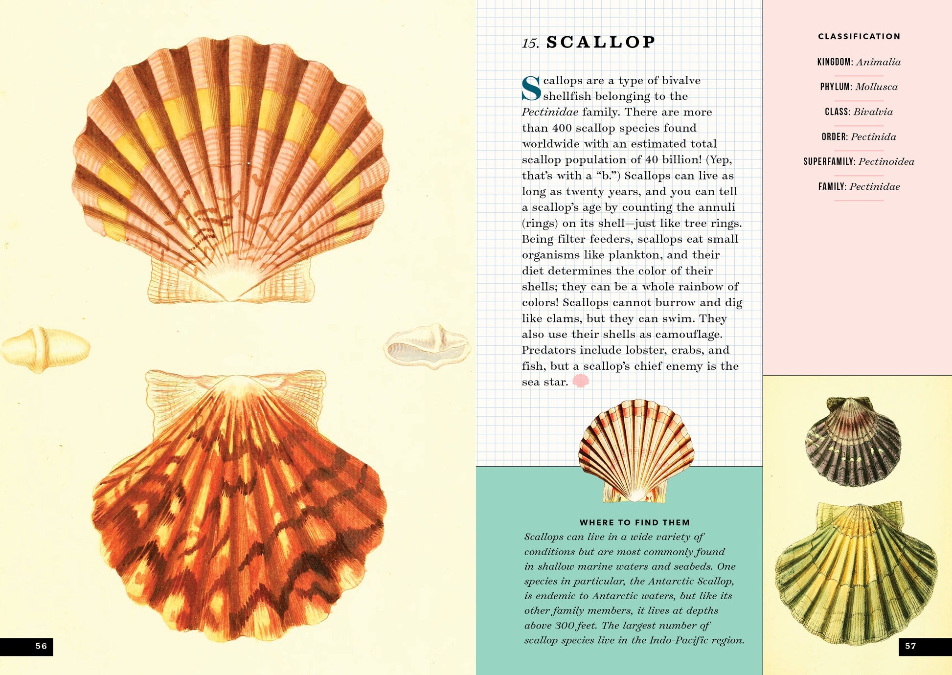 Buy Scallop Shell Online in Hong Kong