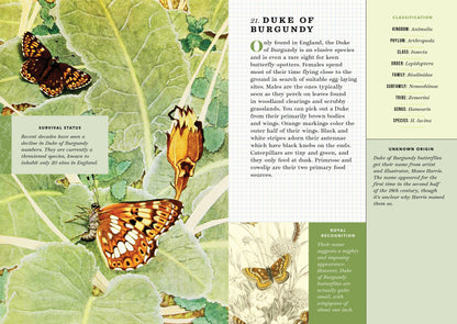 Flip Book for Littles: Butterflies and Beetles [Book]