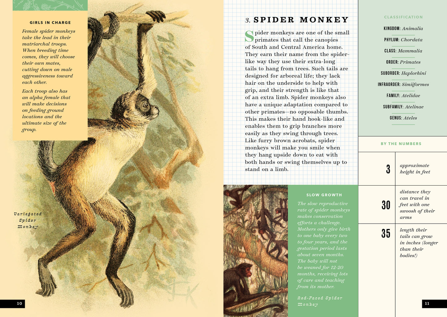 The Little Book of Animals of the Rainforest