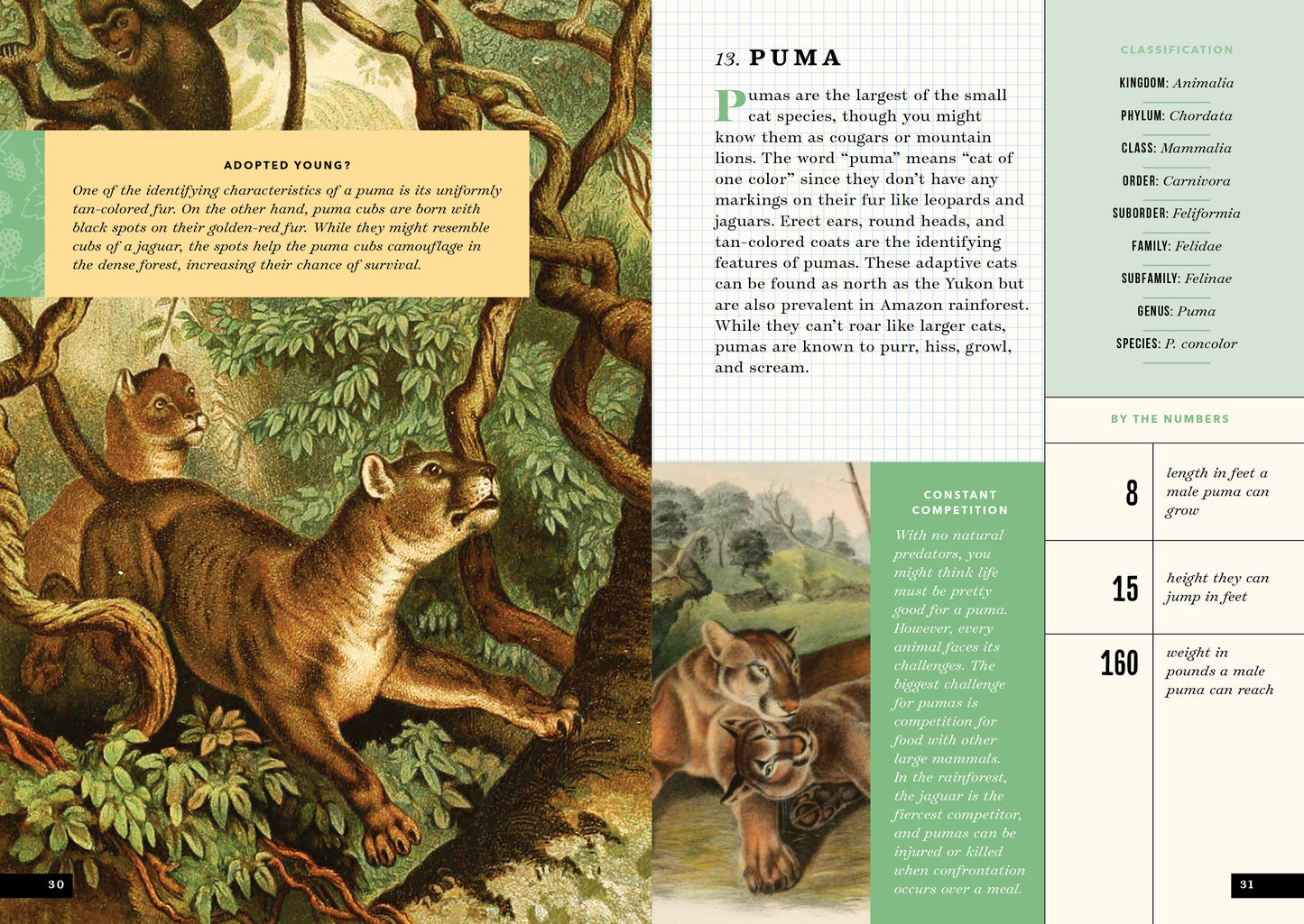 The Little Book of Animals of the Rainforest